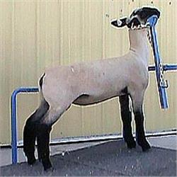 MacLennan Club Lambs