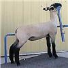 Image 1 : MacLennan Club Lambs