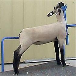 MacLennan Club Lambs