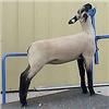 Image 1 : MacLennan Club Lambs