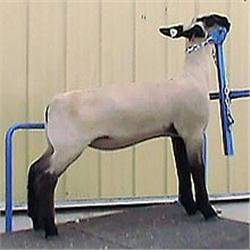 MacLennan Club Lambs