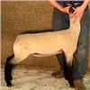 Image 1 : Rule Sheep Company