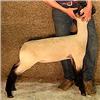 Image 1 : Rule Sheep Company