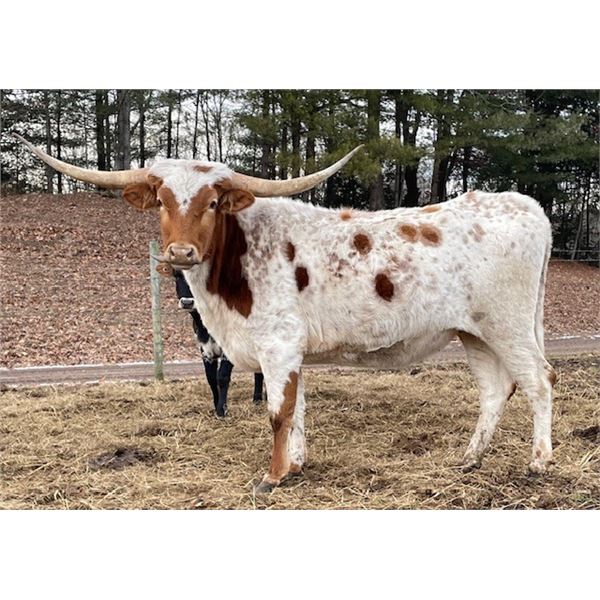 RIVERFORKS JANIE BELL