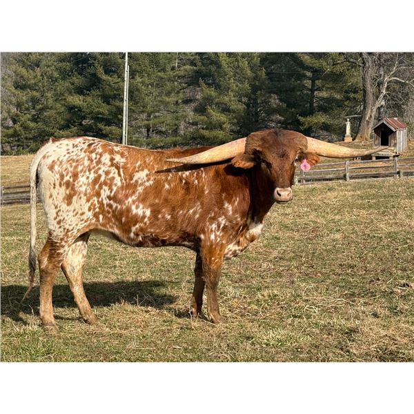 DON'T STOP THE NITE'S SILHOUETTE