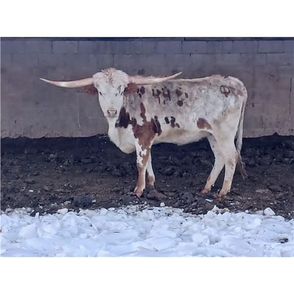 SUNHAVEN TUFF GINGER