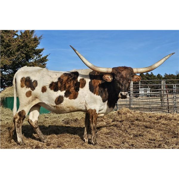 LAST MANGO IN PARIS CPL