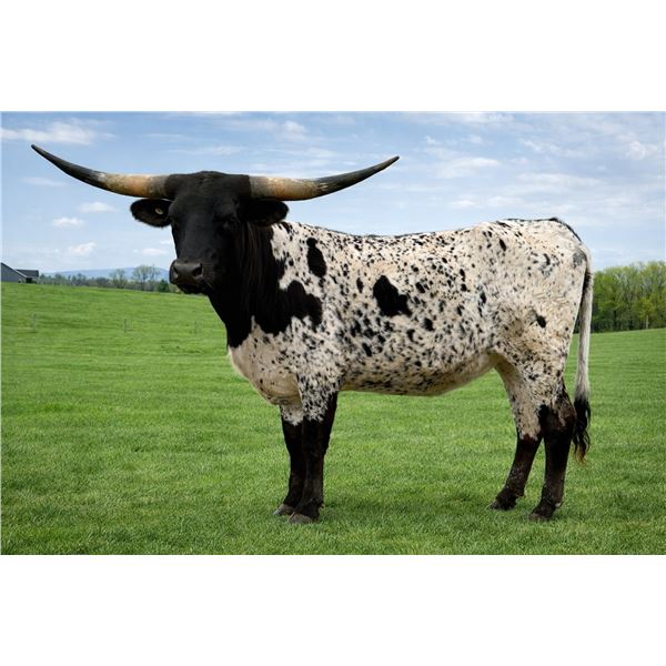 SUPERCALIFRAGILSTICEXPIALIDOCIOUS