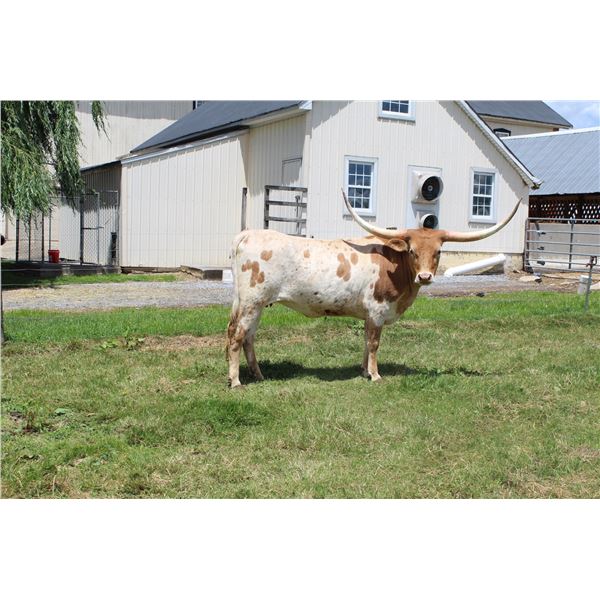 NEL-TAM FIRE'S ANGEL