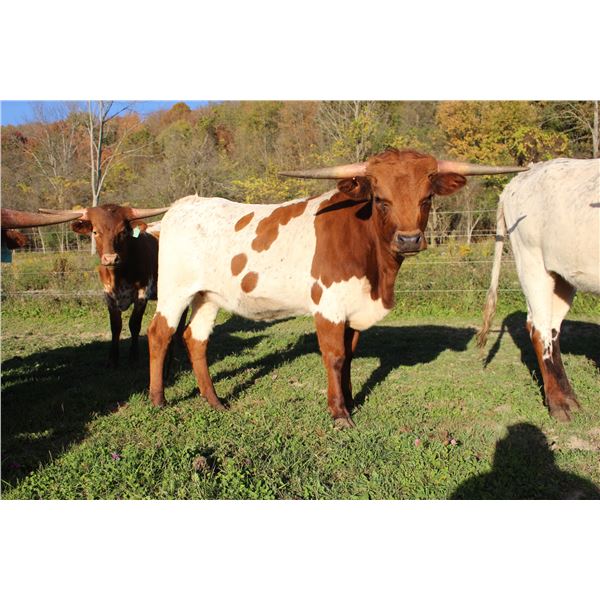 RTG JIGGY'S DANCING QUEEN