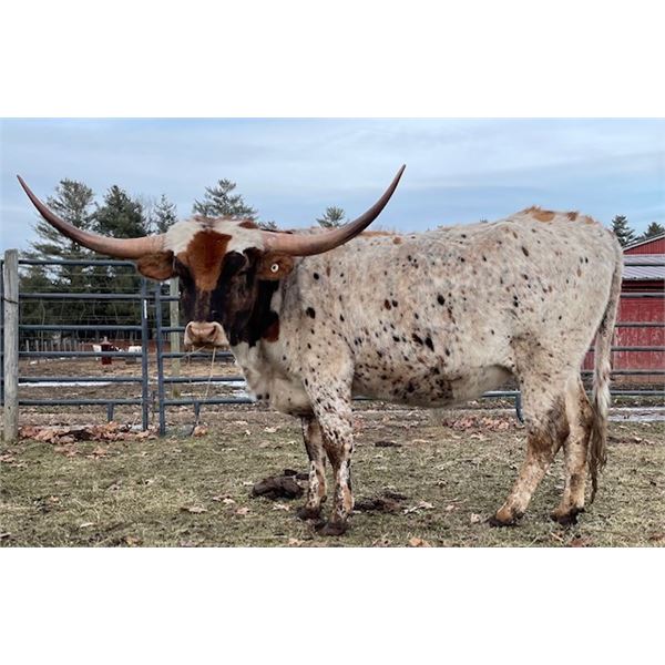 COTE'S 5  LEAF CLOVER