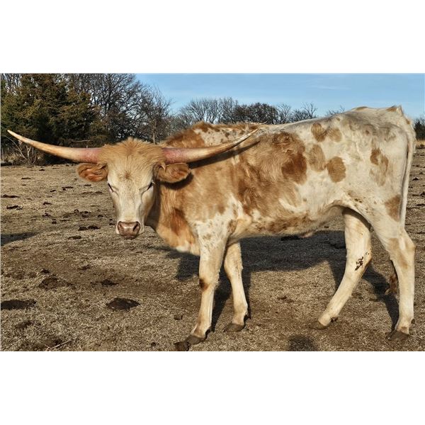 WILD FLOWER COWGIRL CPL