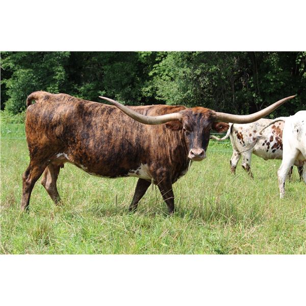 SCRATCHED - 2A CATCHITS QUEEN