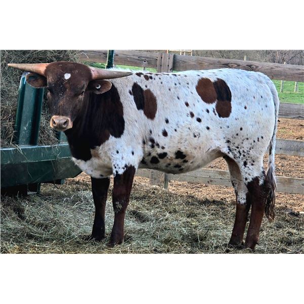 HIGH POINT CHAMPION: D~R DRAG QUEEN