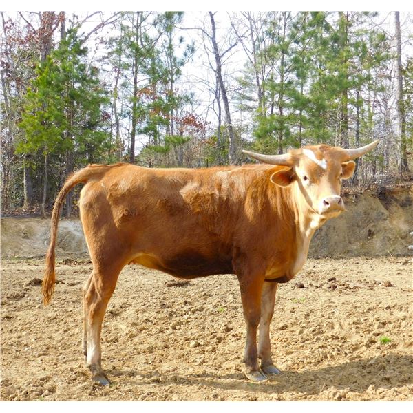 DONATION: DCR Jess Sassy