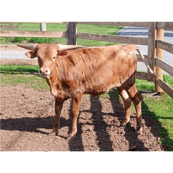 CLASS WINNER: Sunhaven Maiden