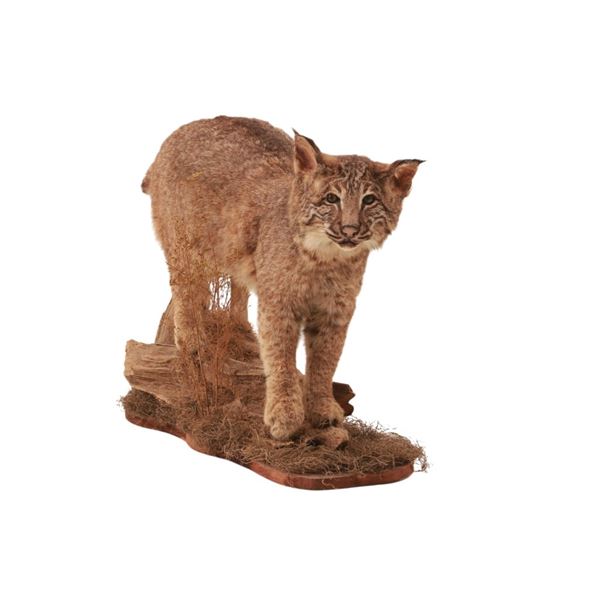 Montana Bobcat Trophy Full Body Taxidermy Mount