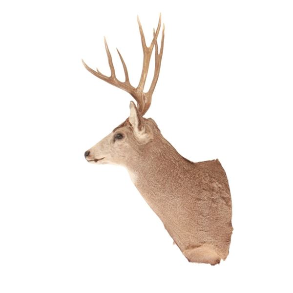 Montana 5x5 Mule Deer Taxidermy Shoulder Mount