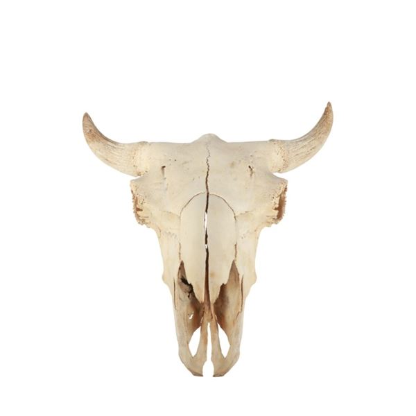 LARGE Petrified Bison Occidentalis Skull