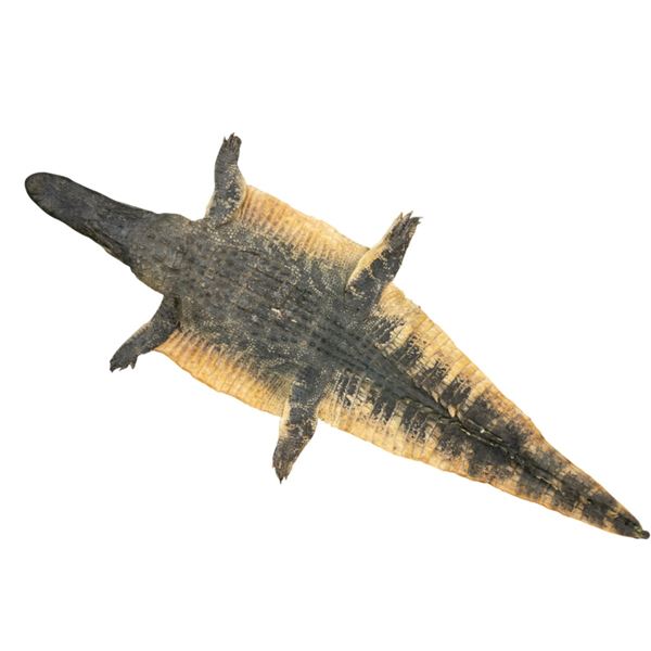 Trophy Florida Alligator Full Mount Head & Hide