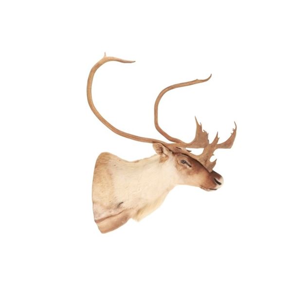 Large Caribou Taxidermy Shoulder Mount