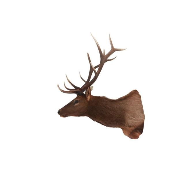 Canadian 6x6 Elk Professional Taxidermy Mount