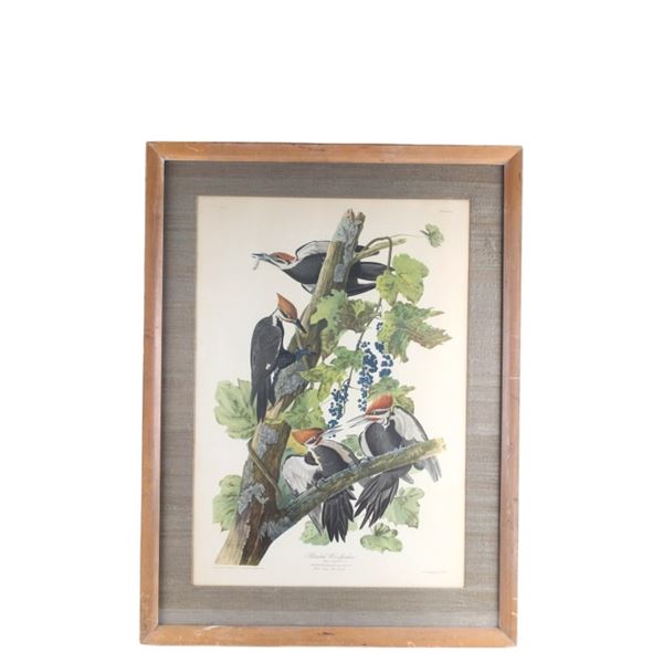 Audubon's Pileated Woodpecker Lithograph 1940-50's