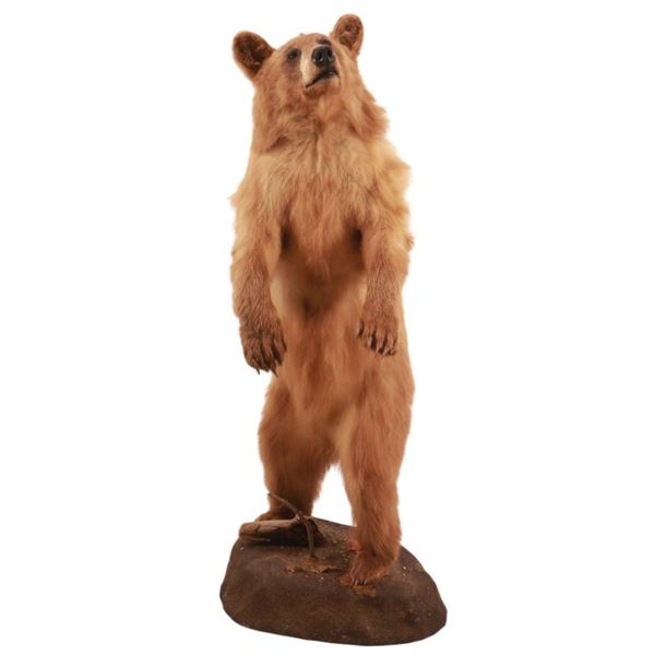Full Body Cinnamon Black Bear Mount Taxidermy