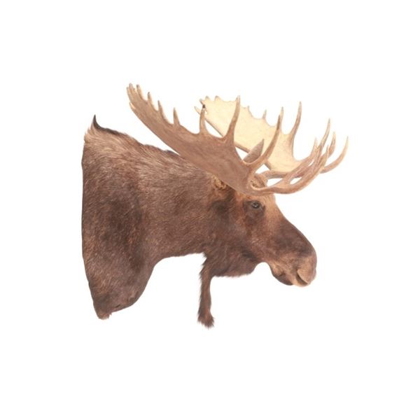 HUGE Rocky Mountain Shiras Moose Shoulder Mount