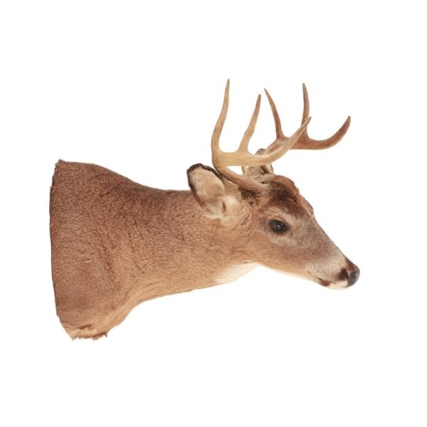 Trophy Michigan 3x3 White Tail Deer Shoulder Mount