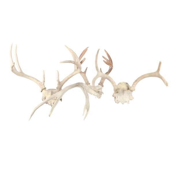 Montana White Tail Skullcaps Single Mule Deer Shed