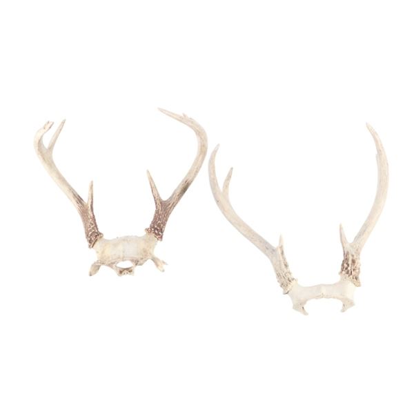 Montana 2x2 Deer Antler Skull Cap Collection