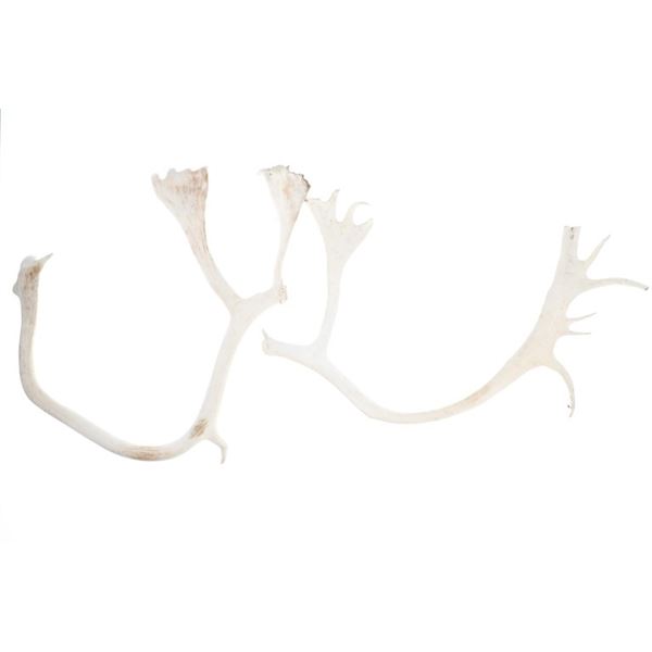 Alaskan Caribou Antler Rack Pair Taxidermy