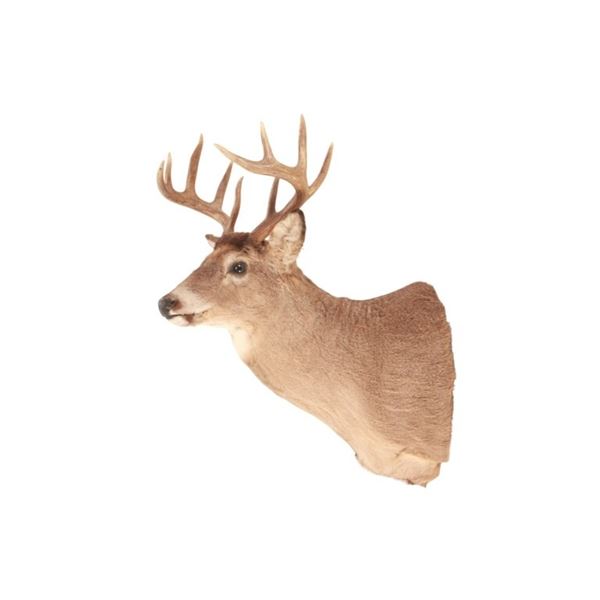 Trophy Montana 5X5 White Tail Deer Shoulder Mount
