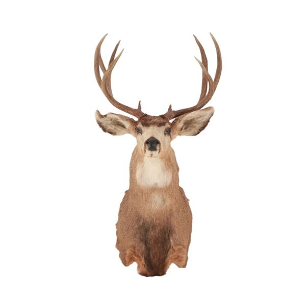 Non-Typical Whitetail Deer Scored Shoulder Mount