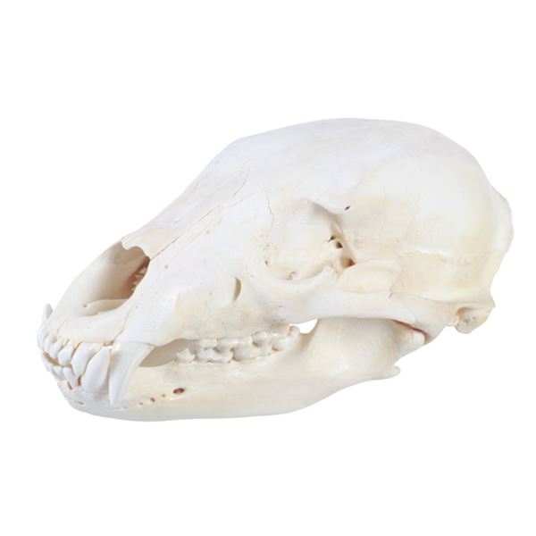 Montana Black Bear Professional Taxidermy Skull