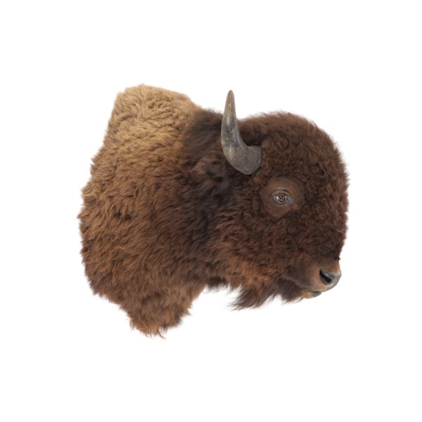 Montana Great American Buffalo Taxidermy Mount