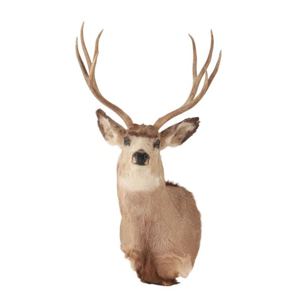 Montana 4x4 Mule Deer Taxidermy Shoulder Mount