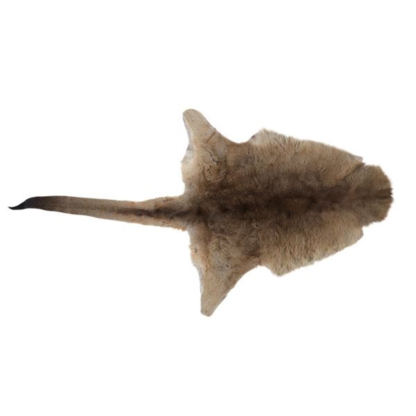 Beautiful Tanned Australian Kangaroo Hide