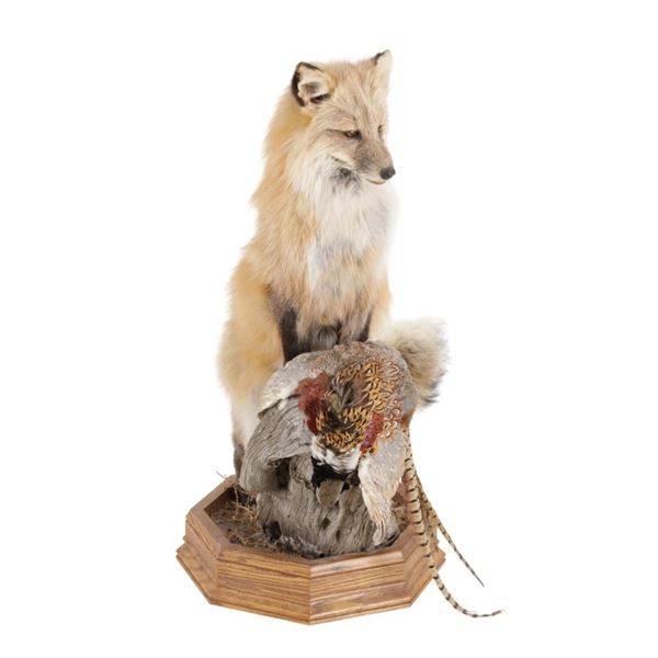 Montana Full Body Fox and Pheasant Mount