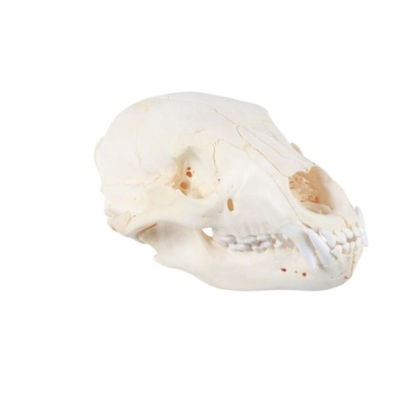 Montana Black Bear Professional Taxidermy Skull
