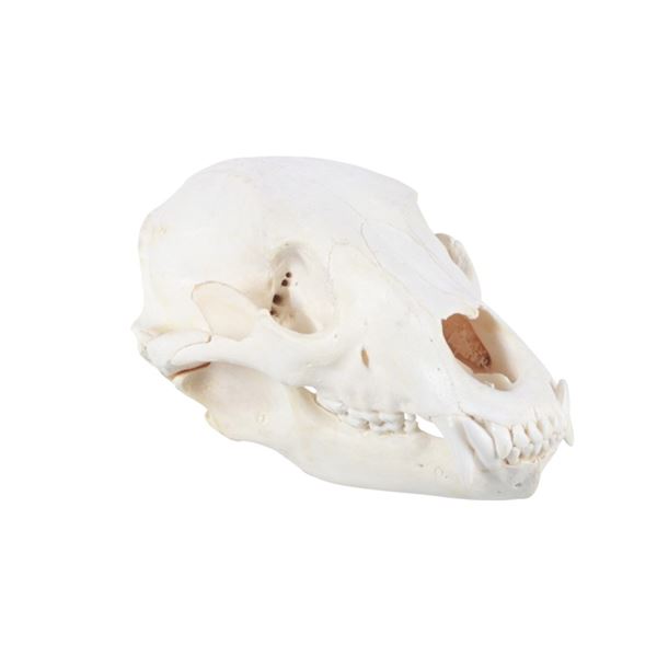 Montana Black Bear Professional Taxidermy Skull
