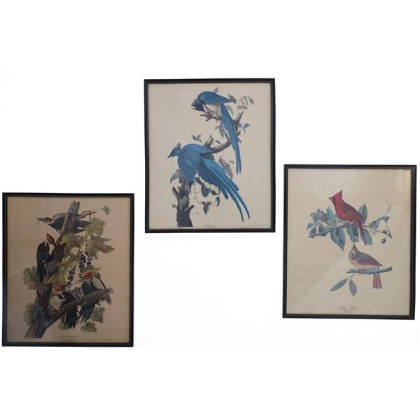J.J. Audubon Colored Bird Etching Prints (3)