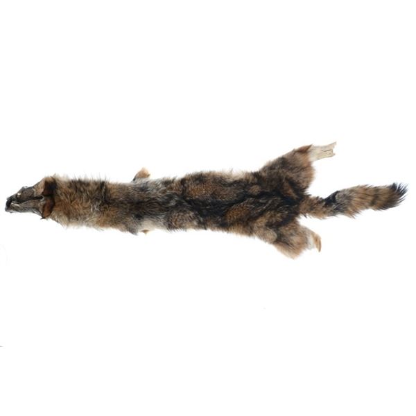 Eastern Coyote Tanned Hide