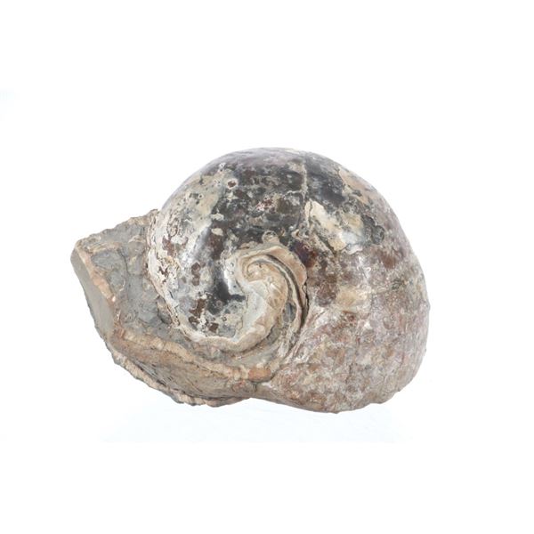 Prehistoric Large Nautilus Preserved Fossil