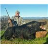 Image 2 : Wild Pig & Turkey Hunt for One Hunter
