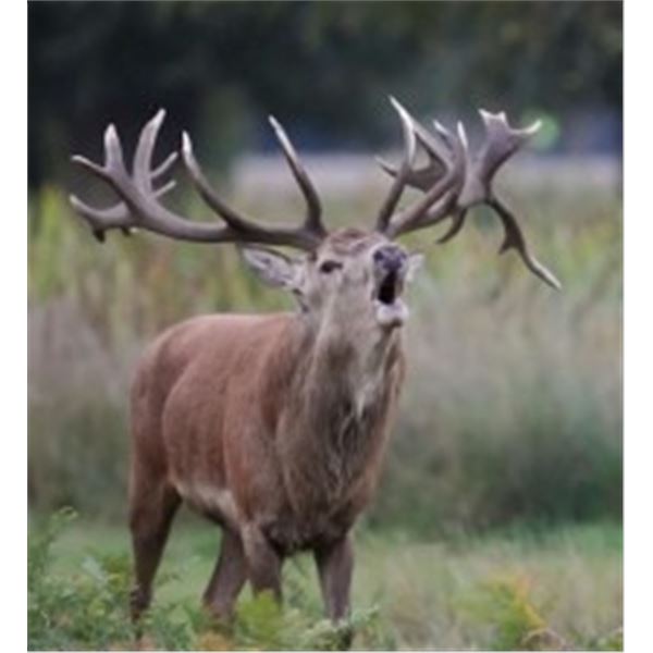 Kaweka Hunting New Zealand