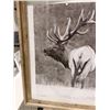 Image 2 : Elk Frame
