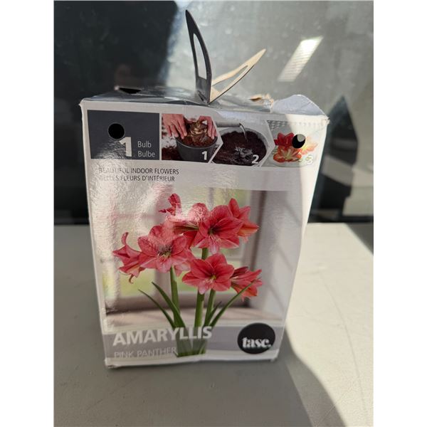 Pink panther AMARYLLIS