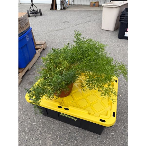 Live plant